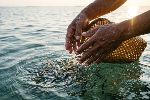 Pelepasan bibit ikan sebagai Sedekah Laut ramah lingkungan