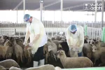 Daging Dam Jemaah Haji Indonesia Jadi Bantuan Pangan Palestina