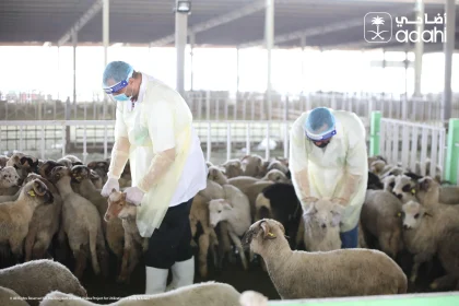 Daging Dam Jemaah Haji Indonesia Jadi Bantuan Pangan Palestina