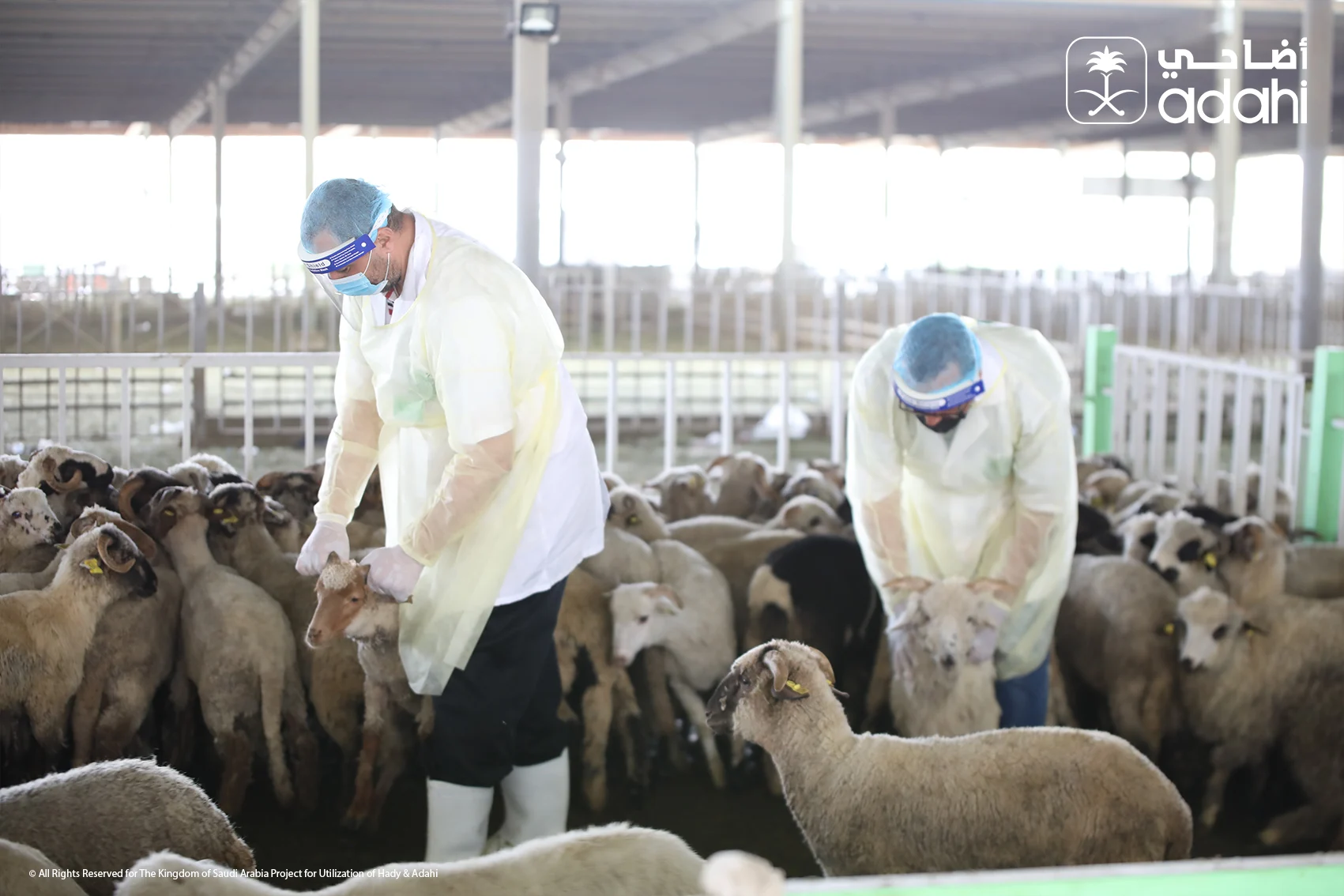 Daging Dam Jemaah Haji Indonesia Jadi Bantuan Pangan Palestina